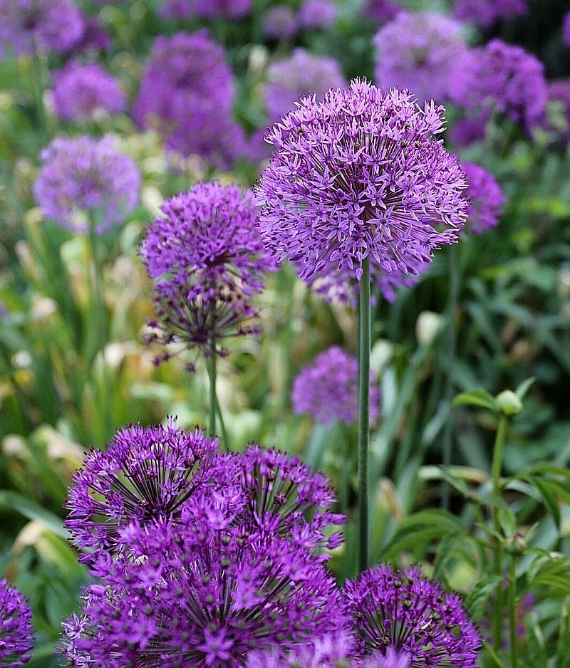 Plant alliums this fall to add variety, beauty to your garden ...