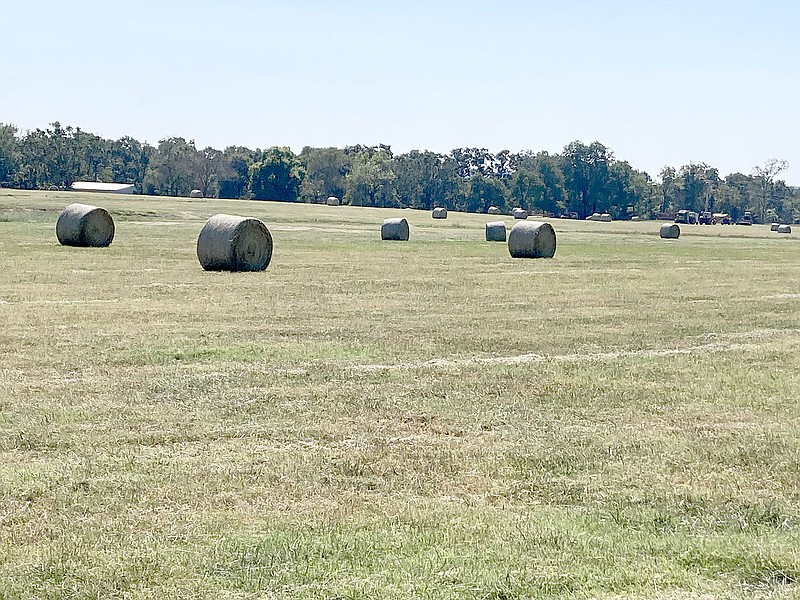 MAYLON RICE SPECIAL TO ENTERPRISE-LEADER
Pastures filled with bales of hay are a familiar sight during the fall in Northwest Arkansas. This pasture is located west of Lincoln and the photo was taken in mid September.