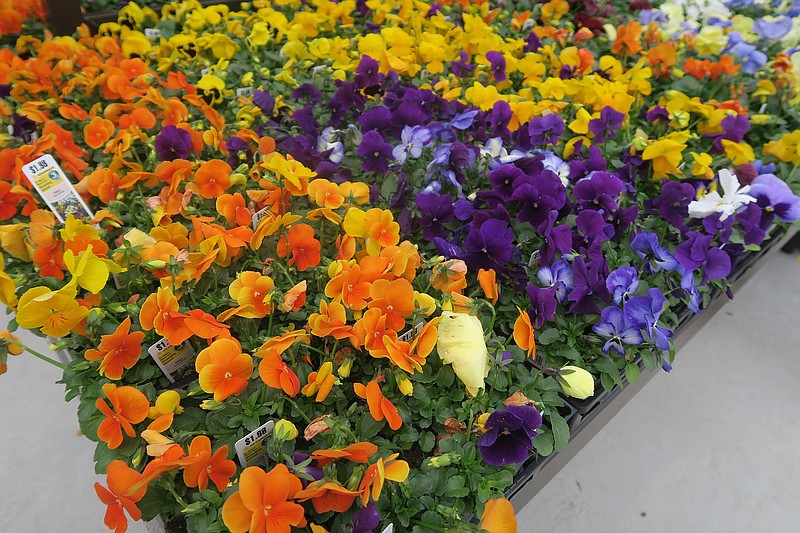 The key to successful pansies is to plant good-quality plants in well amended soil and fertilize periodically throughout the winter. (Special to the Democrat-Gazette/Janet B. Carson)