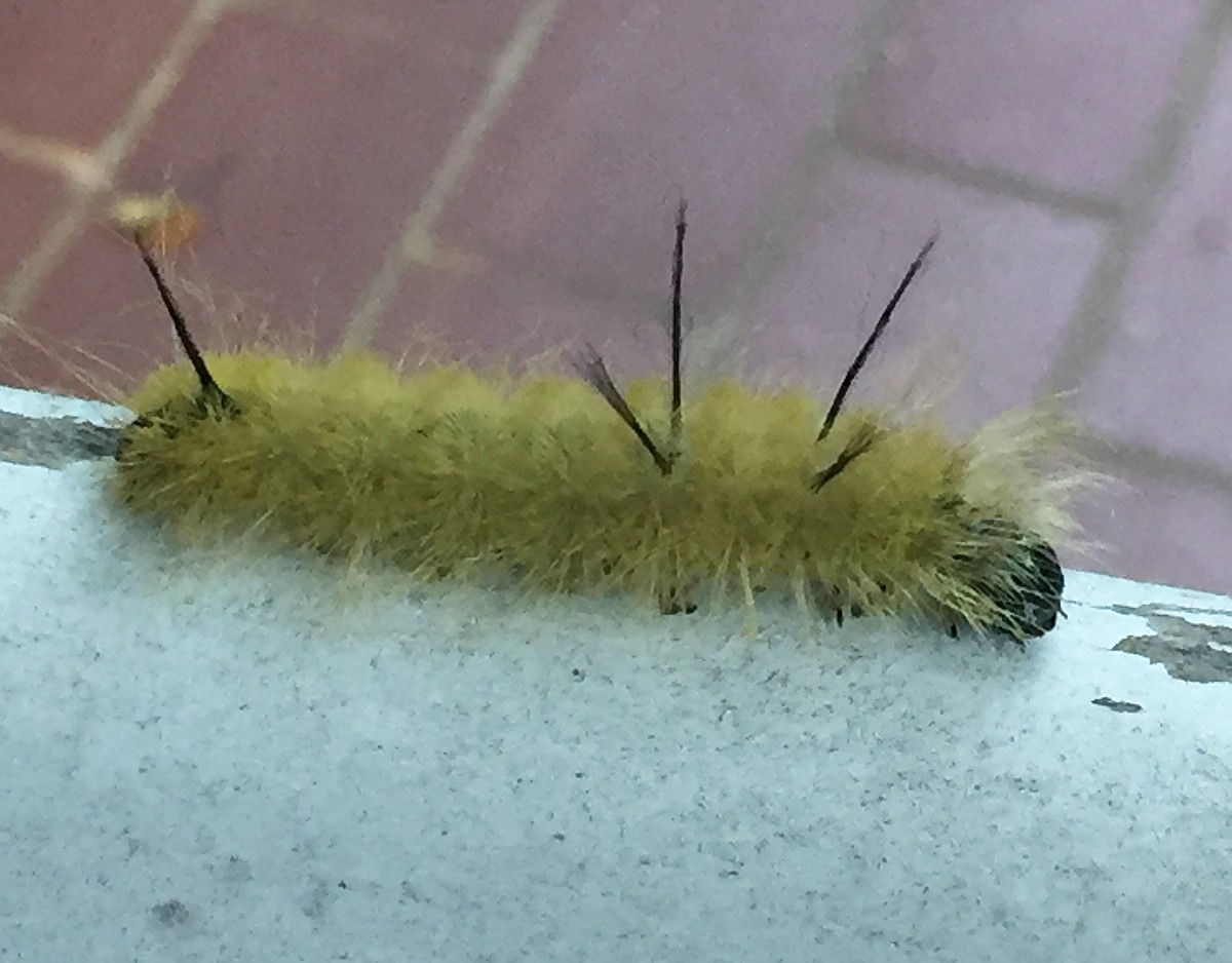 IN THE GARDEN: American dagger moth caterpillars won't cause much harm to  your plants — but you shouldn't handle them | The Arkansas Democrat-Gazette  - Arkansas' Best News Source, image size:1200x938