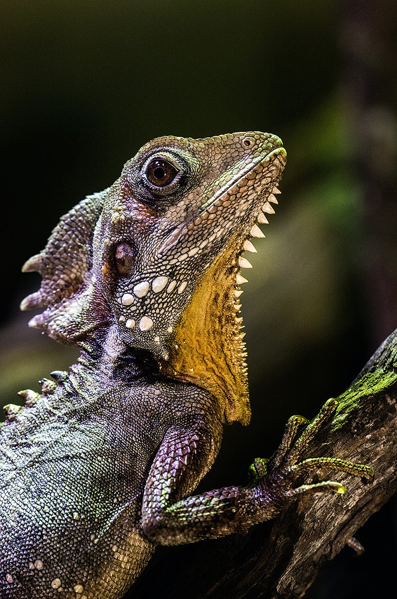 Reptiles in relationships and more social secrets of scaly species ...