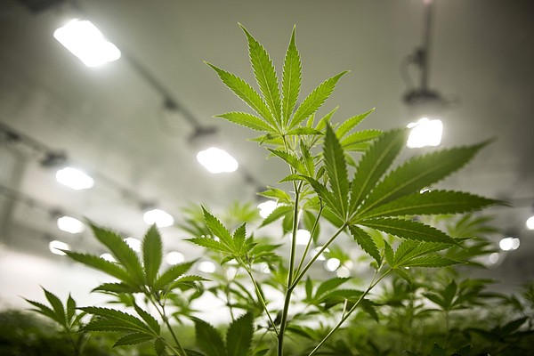 Pulaski County judge to rule on medical marijuana lawsuit by week's end - Vimarsana News