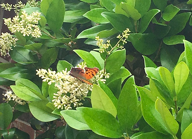 Wax ligustrum resembles Chinese privet hedge but is much better behaved. It has a strong, sweet fragrance. (Special to the Democrat-Gazette/Janet B. Carson)