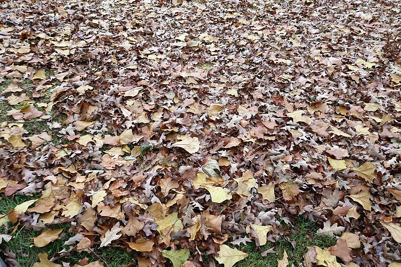 A thick layer of whole leaves can provide habitat for beneficial insects, but it also blocks air and sunlight, smothering a lawn and encouraging diseases. (Special to the Democrat-Gazette/Janet B. Carson)