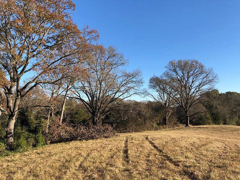 As a child, columnist John Moore thought that the Fouke Monster was behind every Arkansas tree. (Photo by John Moore)