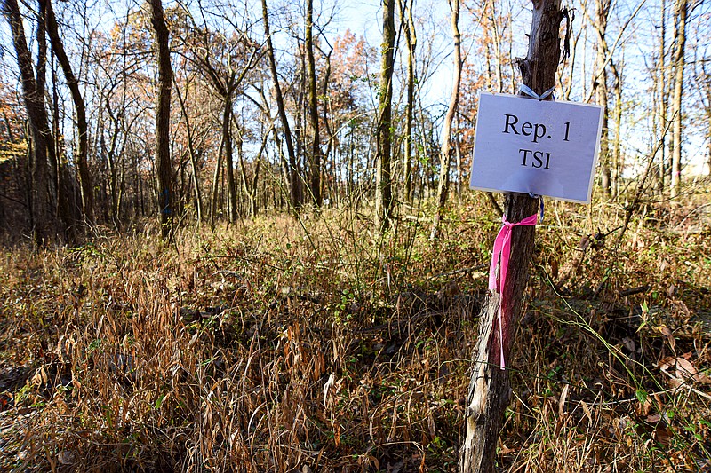 Julie Smith/News Tribune photo: 
Specific sections of the woods are noted as areas of study by researchers from Lincoln University in Jefferson City.