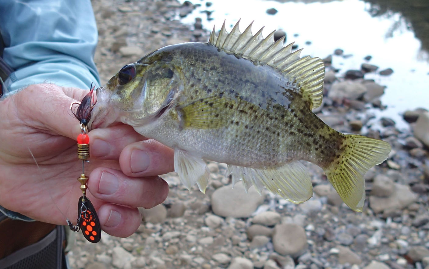 Low Water Tactics: Fishing the Buffalo Creek DHALO – Dark Skies