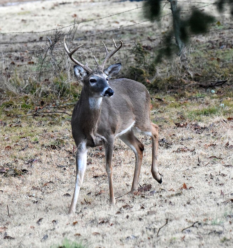 Bucks and does are legal game when modern gun deer season opens in Arkansas on Saturday.
(NWA Democrat-Gazette/Flip Putthoff)
