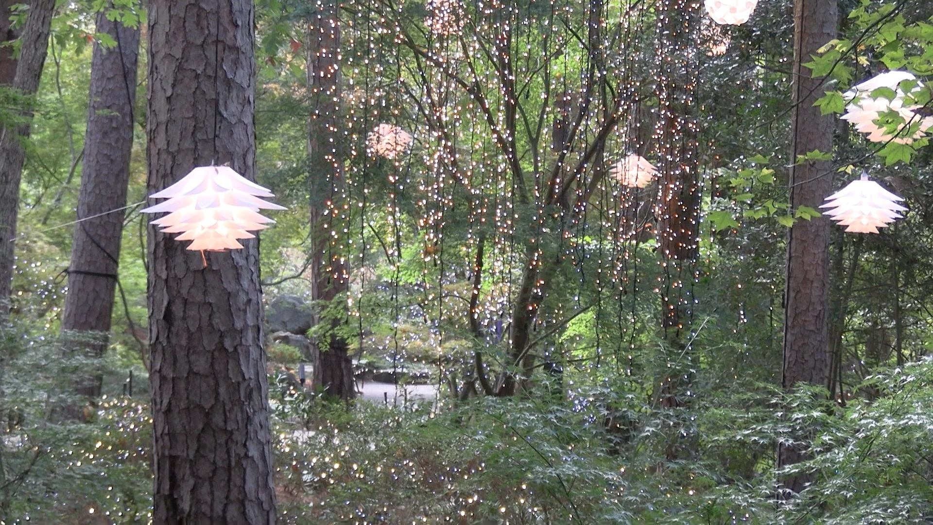 Holiday Lights returns to Garvan Woodland Gardens