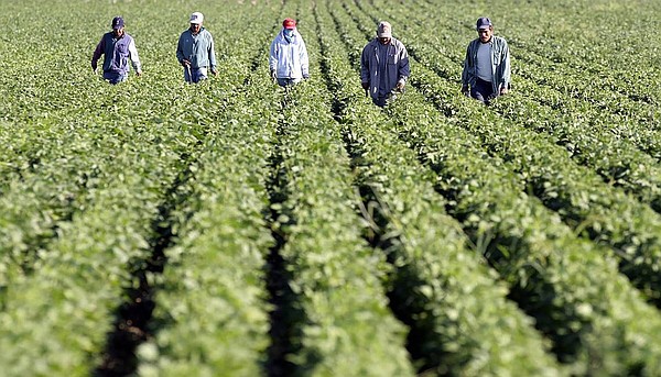 Idaho farmworkers push for raise - Vimarsana News