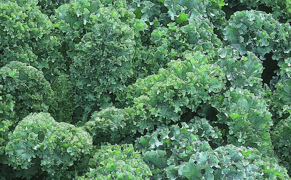 Cancer researchers test fiber-rich diet to improve immunotherapy results - Vimarsana News