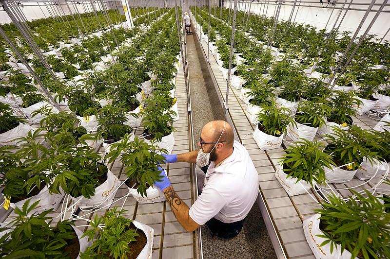 FILE - Jeremy Baldwin tags young cannabis plants at a marijuana farm operated by Greenlight, Oct. 31, 2022, in Grandview, Mo. Voters in North Dakota and Arkansas have rejected measures to legalize marijuana, while those in Maryland have approved legalization. Similar measures also were on the ballot in Missouri and South Dakota. (AP Photo/Charlie Riedel, File)