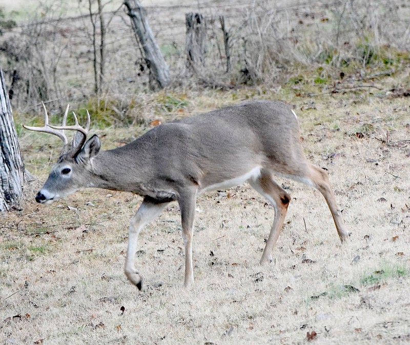 Drivers should be extra wary of deer darting on to roadways in November during white-tail mating season.
(NWA Democrat-Gazette/Flip Putthoff)