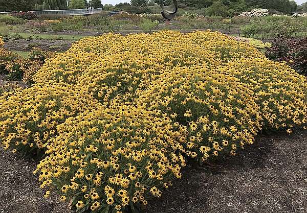 2023 to see a Gold Rush for rudbeckia - Vimarsana News