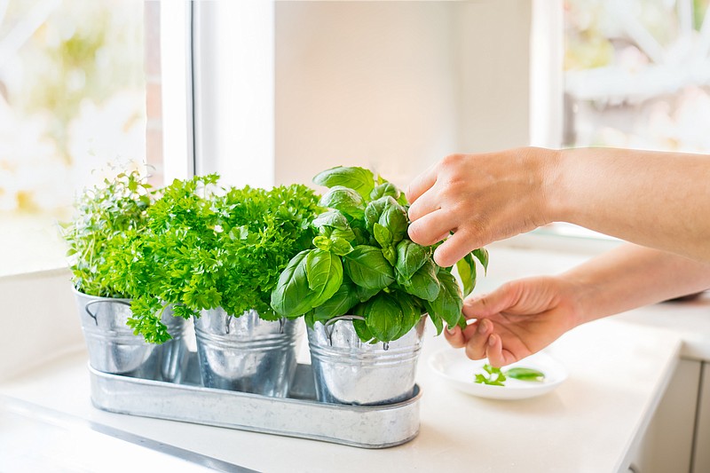 Plenty of herbs, including with basil, parsley and thyme, can thrive when grown inside either in a sunny window or with the help of specialty growing devices. (istockphoto.com/OKrasyuk)
