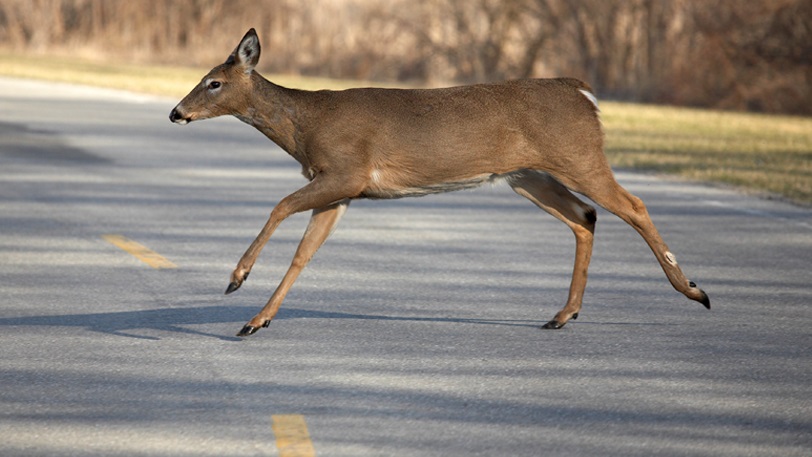 Oh deer: Time to closely watch the road