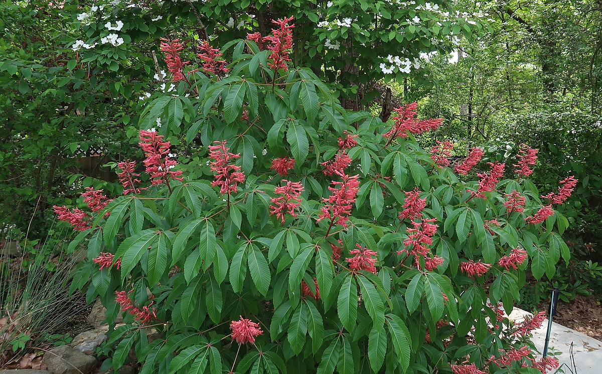 honeysuckle potted plant Yunnan Box Honeysuckle  Plant Detectives