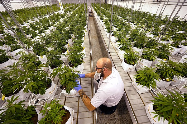 Company behind marijuana recall poses legal challenge to state's regulations - Vimarsana News