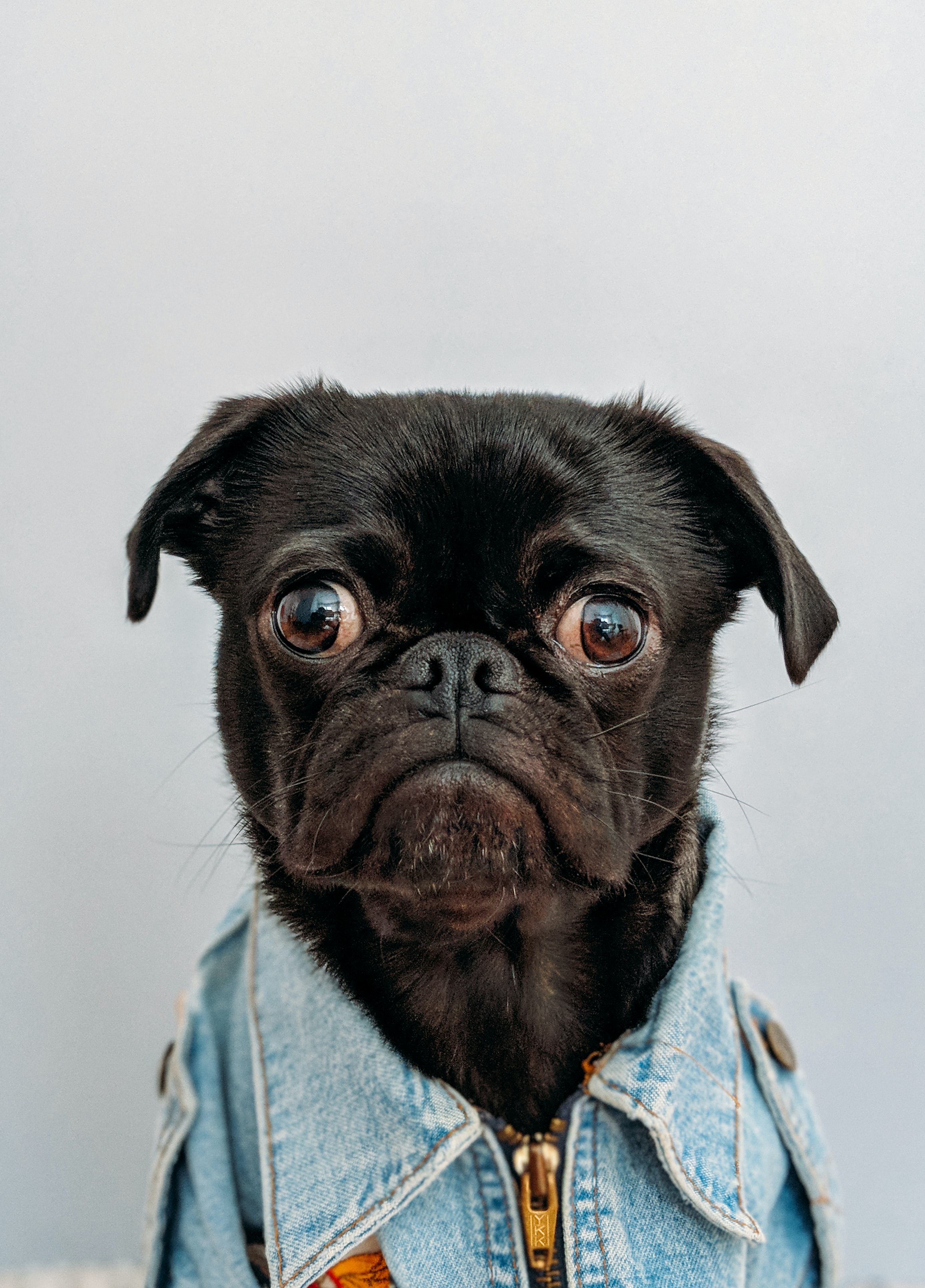Puppies on Prozac: How to handle your pet's anxiety - Vimarsana News