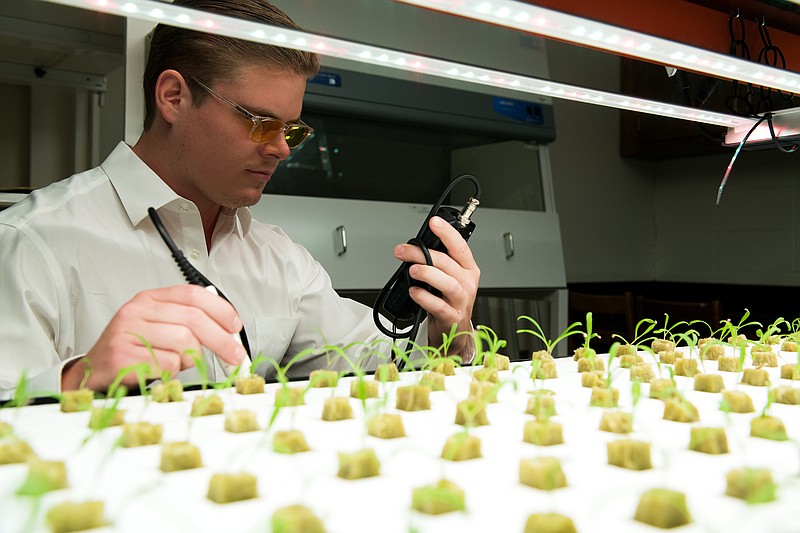 Derek Dean, a graduate student in horticulture, screens spinach germplasm for disease resistance in a vertical farm system. (Special to The Commercial/Fred Miller/University of Arkansas System Division of Agriculture)