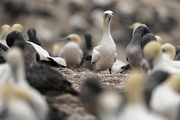 Climate reshapes life for tenacious gannets on Quebec isle - Vimarsana News