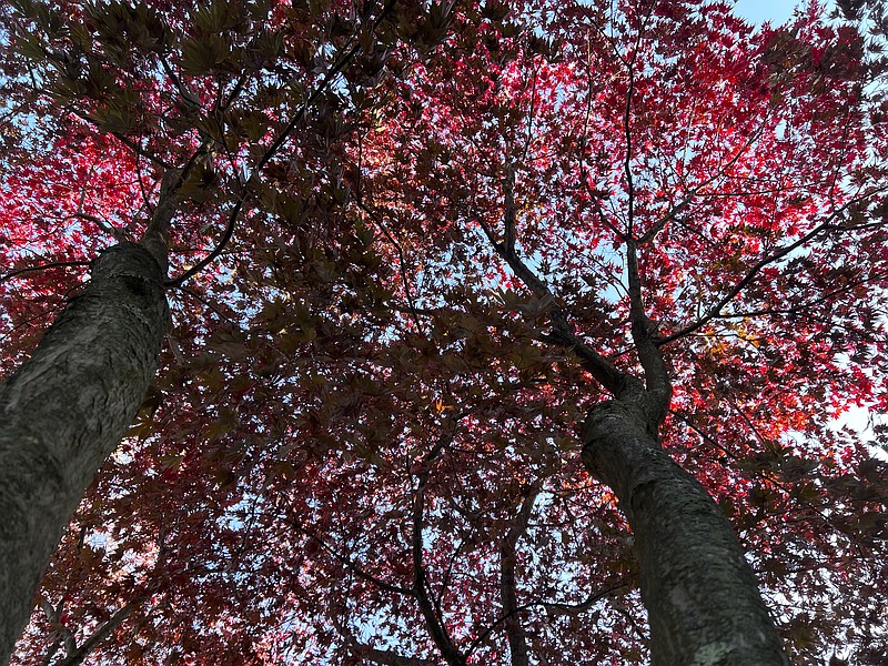 This Nov. 5, 2022, image shows the striking scarlet red foliage of a Japanese maple on Long Island, N.Y. (Jessica Damiano via AP)