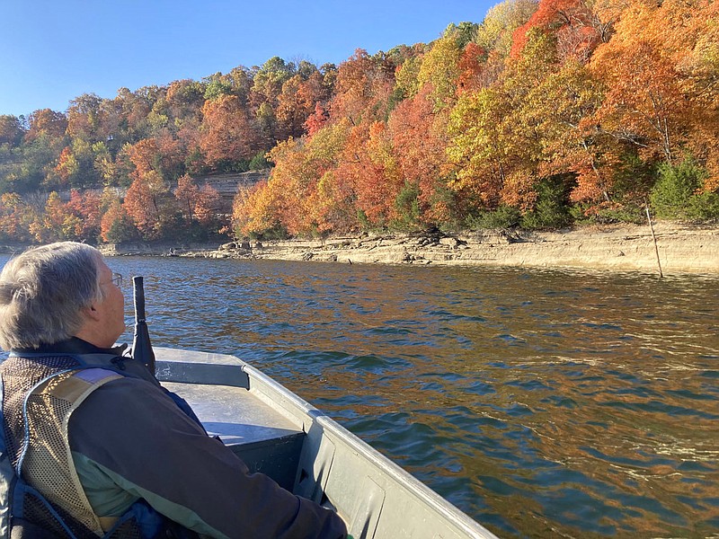 Joe Neal takes in autumn color on Oct. 28 while looking for fall migrating birds in the Rocky Branch area of Beaver Lake. Cold fronts in November have jump-started the fall bird migration, particularly for waterfowl.
(NWA Democrat-Gazette/Flip Putthoff)