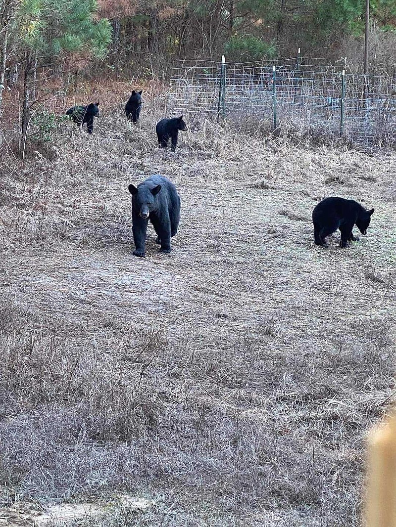 A family of bears walks near Jerry Sepulvado's deer stand at the LaPere hunting club in Union County on Saturday, Nov. 12. (Courtesy of Jerry Sepulvado/Special to the News-Times)
