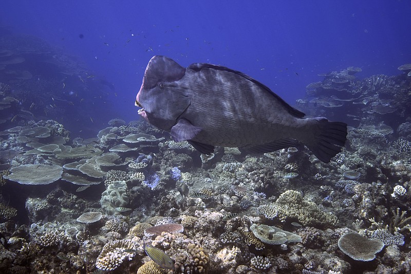 A bumphead parrotfish swims above corals on Moore Reef in Gunggandji Sea Country on Nov. 13, 2022, off the coast of Queensland in eastern Australia. The Great Barrier Reef, battered but not broken by climate change impacts, is inspiring hope and worry alike as researchers race to understand how it can survive a warming world.(AP Photo/Sam McNeil)