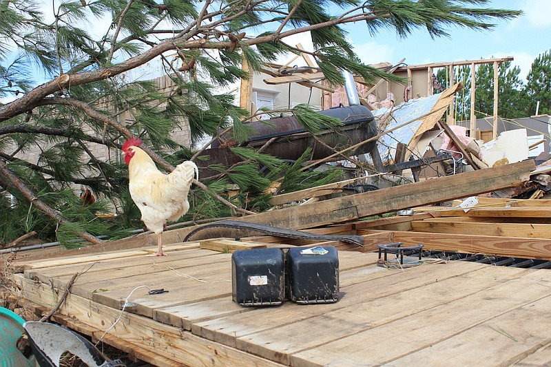 A chicken walks through the through rubble of a storm-damaged home Saturday, Nov. 5, 2022, on Farm to Market Road 561 in Simms, Texas. The home was one of many on the road damaged Friday, Nov. 4 when an EF3 tornado, packing winds up to 140 mph, plowed through western Bowie County. The U.S. Small Business Administration is accepting applications for low-interest federal loans to help storm-affected residents and businesses to rebuild. (Staff photo by Stevon Gamble)