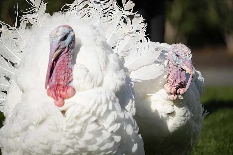 The two national Thanksgiving turkeys, Chocolate and Chip, are photographed before a pardoning ceremony at the White House in Washington, Monday, Nov. 21, 2022. (AP Photo/Andrew Harnik)