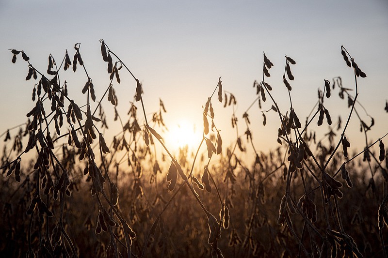 Soybeans grow in a field during harvest in Wyanet, Illinois, on Sept. 25, 2020. (Bloomberg photo by Daniel Acker)