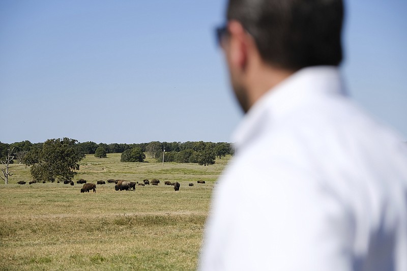 Bryan Warner watches bison in Bull Hollow, Okla., on Sept. 27, 2022. For now the Cherokee are not harvesting the animals, whose bulls can weigh up to 2,000 pounds and stand 6 feet tall, as leaders focus on growing the herd. But bison, a lean protein, could serve in the future as a food source for Cherokee schools and nutrition centers, says Warner, the tribe's deputy principal chief. (AP Photo/Audrey Jackson)