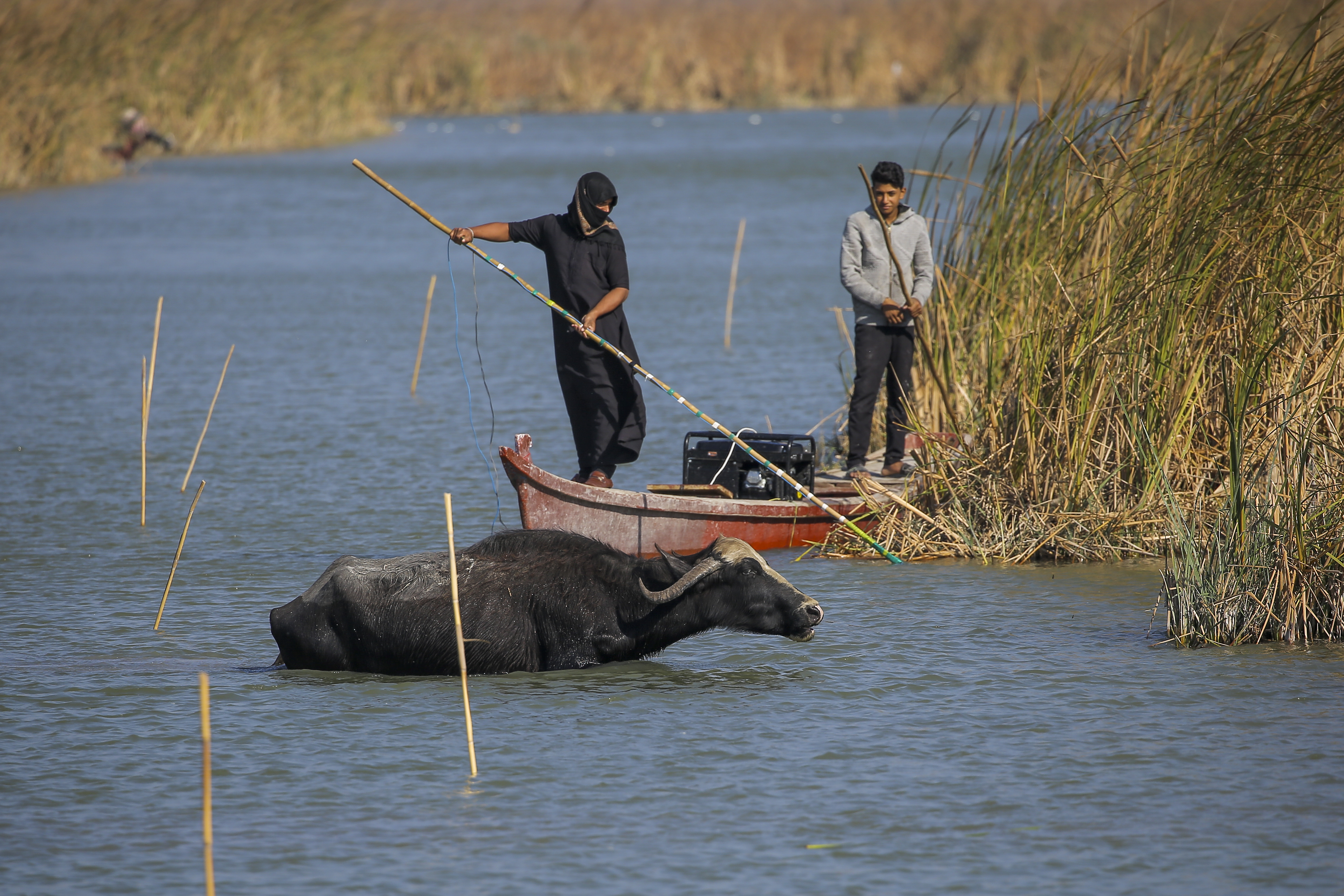 Salt, drought decimate buffaloes in Iraq's southern marshes - Vimarsana News