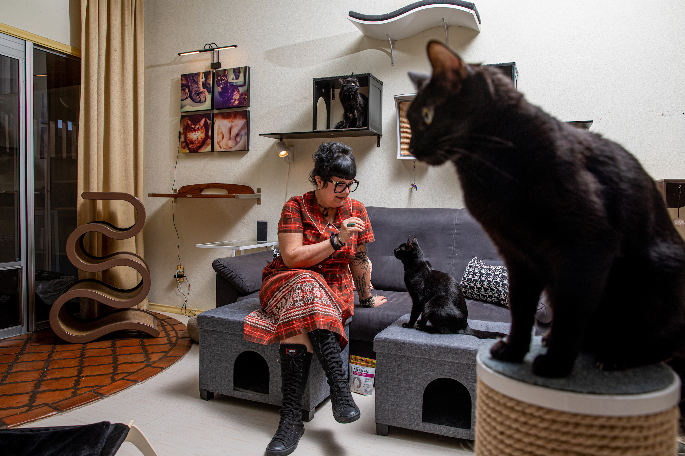 Feline friendly: Woman with 13 cats in her 2-bedroom condo has litter-box advice - Vimarsana News