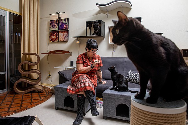 Feline friendly: Woman with 13 cats in her 2-bedroom condo has litter-box advice - Vimarsana News