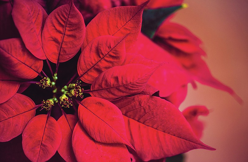 The length of time your poinsettia will give you pleasure in your home depends on a few key steps and with good care should last six to eight weeks or longer in your home. - Submitted photo