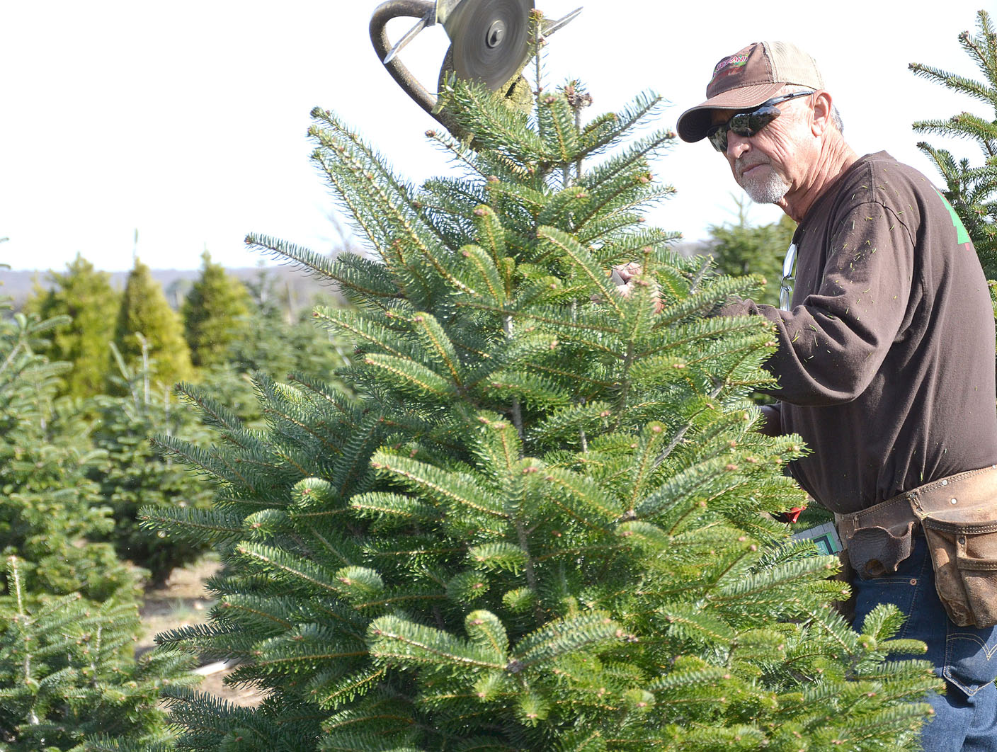 Christmas trees are beautiful at Wonderland Tree Farm in Pea Ridge