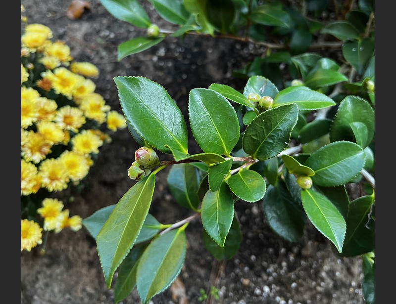 Camellia sasanqua typically blooms between October and December and is fairly cold hardy. (Special to the Democrat-Gazette)