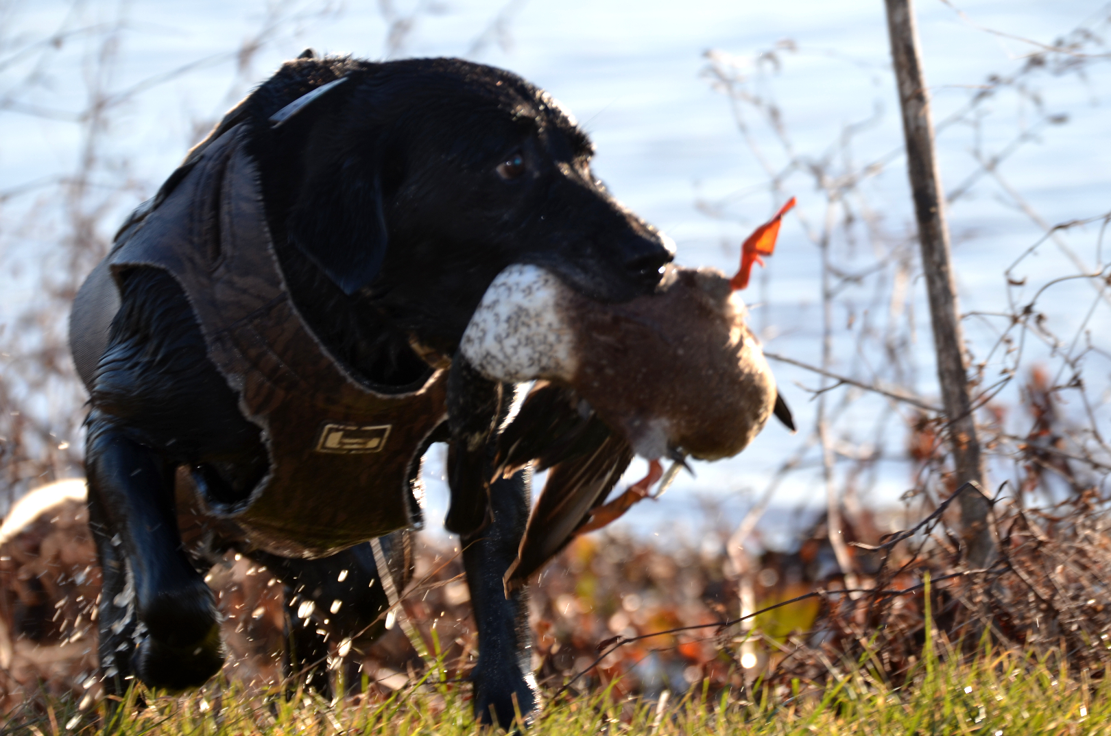 Conditions favor strong duck season