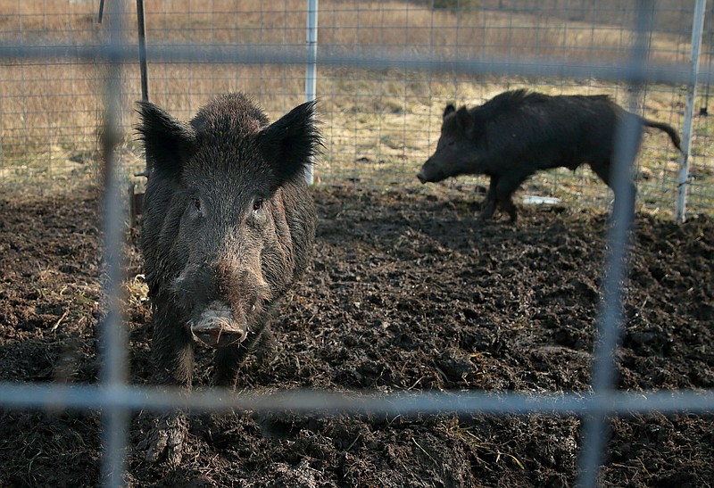 FILE - Two feral hogs are caught in a trap on a farm in rural Washington County, Mo., Jan. 27, 2019. Eight years into a U.S. program to control damage from feral pigs, the invasive animals are still a multibillion-dollar plague on farmers, wildlife and the environment. (David Carson/St. Louis Post-Dispatch via AP)