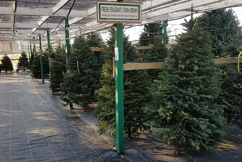 Cómo cuidarlo, cuánto tiempo dura, dónde colocarlo Todo lo que deberías  saber si te estás planteando comprar un árbol de Navidad natural para  decorar tu hogar