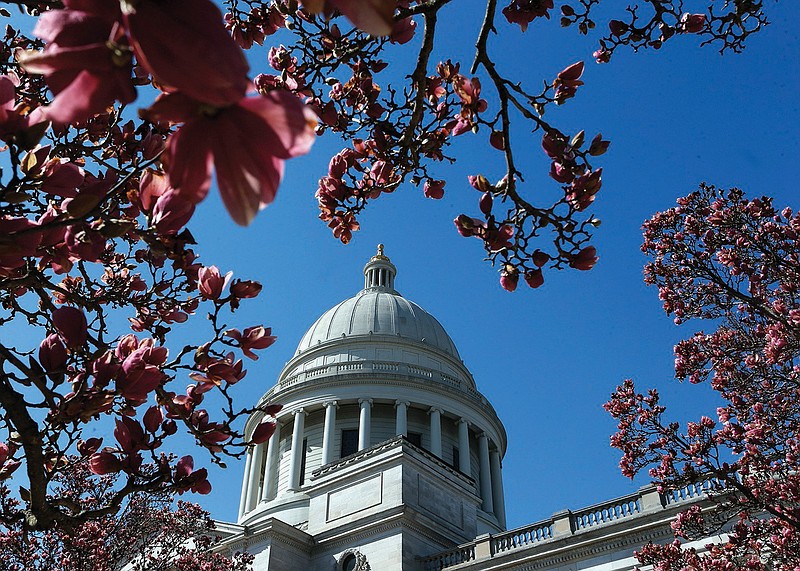 A tulip magnolia tree blooms March 3 outside the state Capitol building in Little Rock. 
(File Photo/Arkansas Democrat-Gazette/Thomas Metthe)
