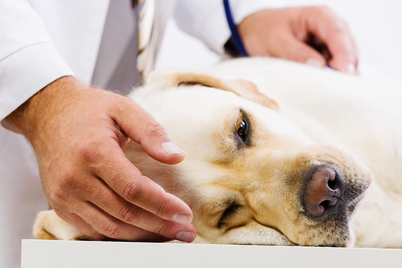 Dog flu is back - Vimarsana News