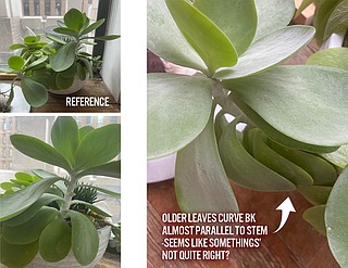 IN THE GARDEN: Curling leaves on succulent could be due to overwatering or  extreme temperature changes | The Arkansas Democrat-Gazette - Arkansas'  Best News Source