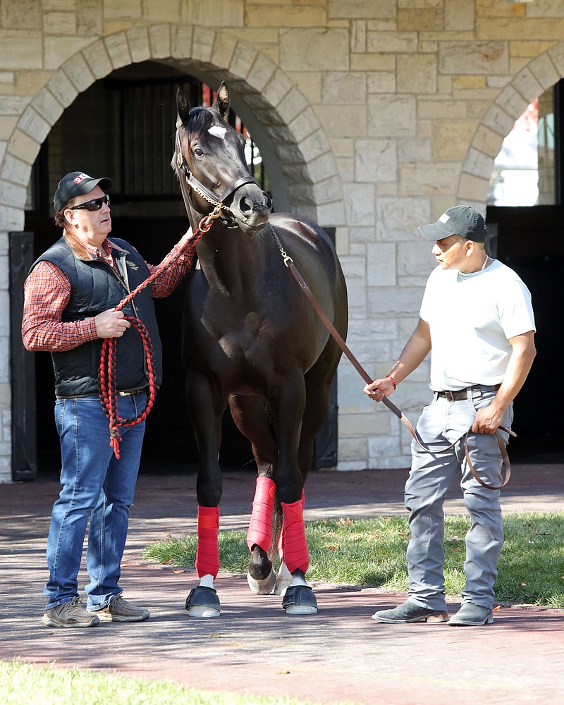 Tyler's Tribe is seen at Keeneland Oct. 28. Tyler's Tribe is favored in Friday's Advent Stakes at Oaklawn. - Photo courtesy of Coady Photography