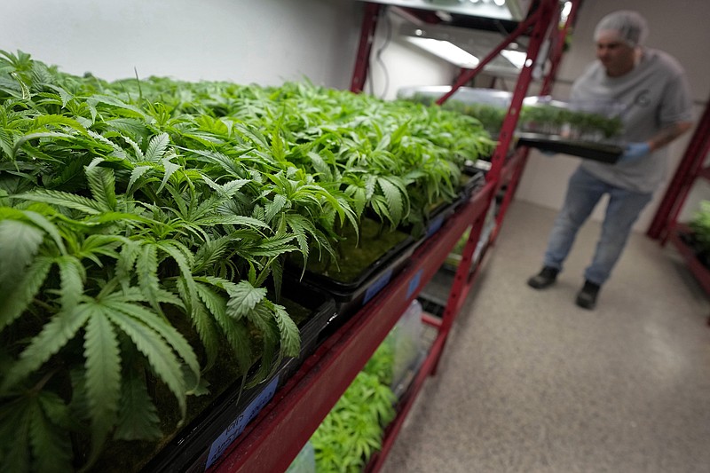 FILE - Michael Stonebarger sorts young cannabis plants at a marijuana farm operated by Greenlight, on Oct. 31, 2022, in Grandview, Mo. (AP Photo/Charlie Riedel, File)