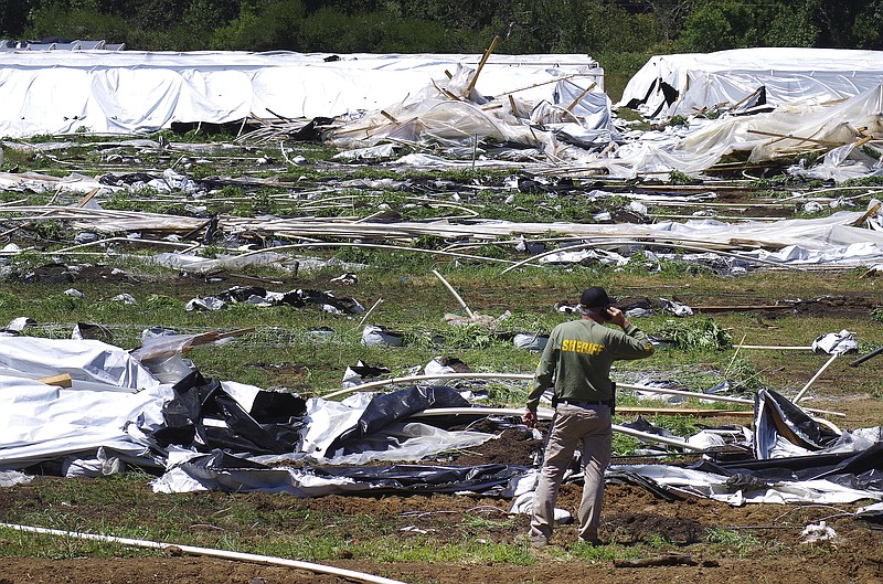 FILE - Josephine County Sheriff Dave Daniel stands amid the debris of plastic hoop houses destroyed by law enforcement, used to grow cannabis illegally, near Selma, Ore., June 16, 2021. In 2014, Oregon voters approved a ballot measure legalizing recreational marijuana after being told it would eliminate problems caused by the "uncontrolled manufacture" of the drug. Illegal production of marijuana has exploded instead. Oregon lawmakers are now looking at toughening laws against the outlaw growers. (Shaun Hall/Grants Pass Daily Courier via AP, File)