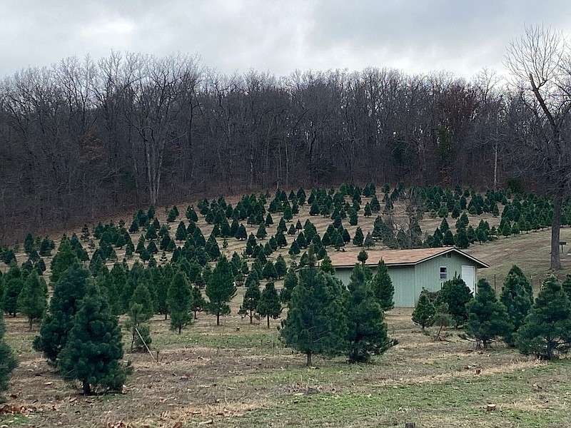 Southwest City Tree Farm Honored by Gov. Parson McDonald County Press