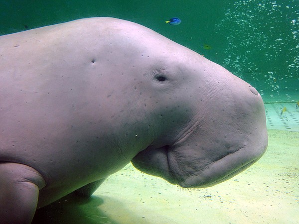 Manatee relative, Caribbean coral among species now facing extinction, International Union for Conservation of Nature says - Vimarsana News